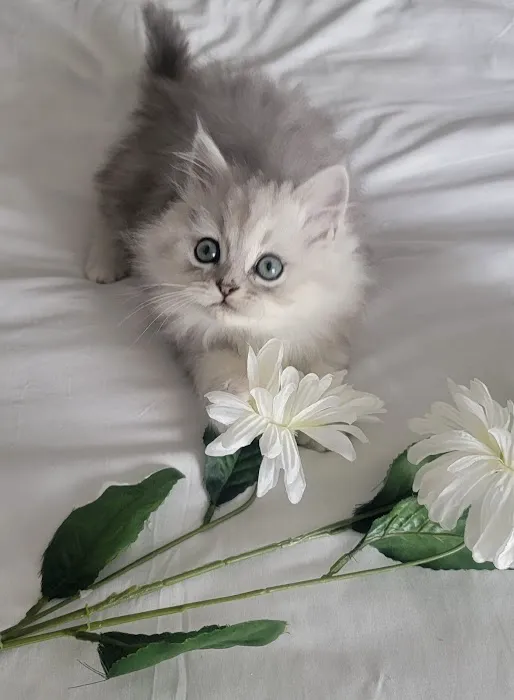Pretty Precious Persians Kitten Cattery 12