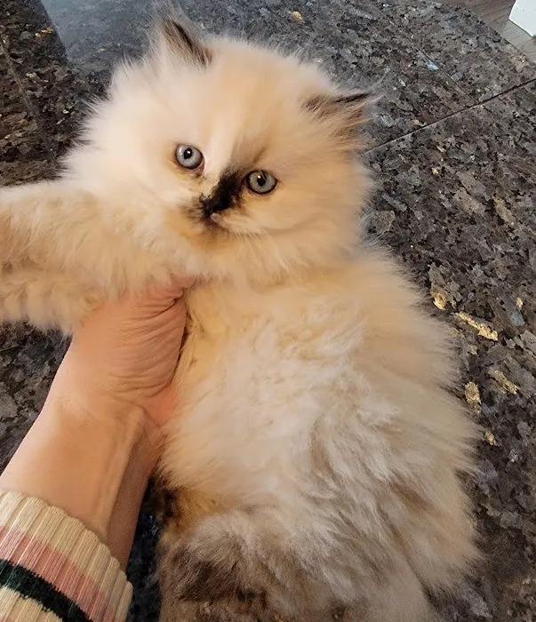 Pretty Precious Persians Kitten Cattery 12