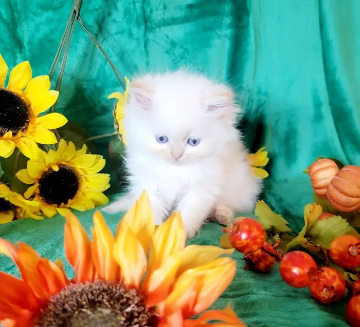Pretty Precious Persians Kitten Cattery 12