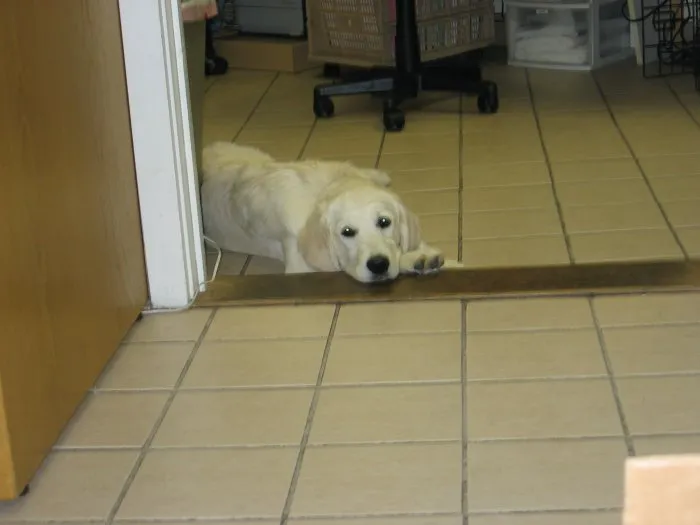 VCA Foxon Animal Hospital 12