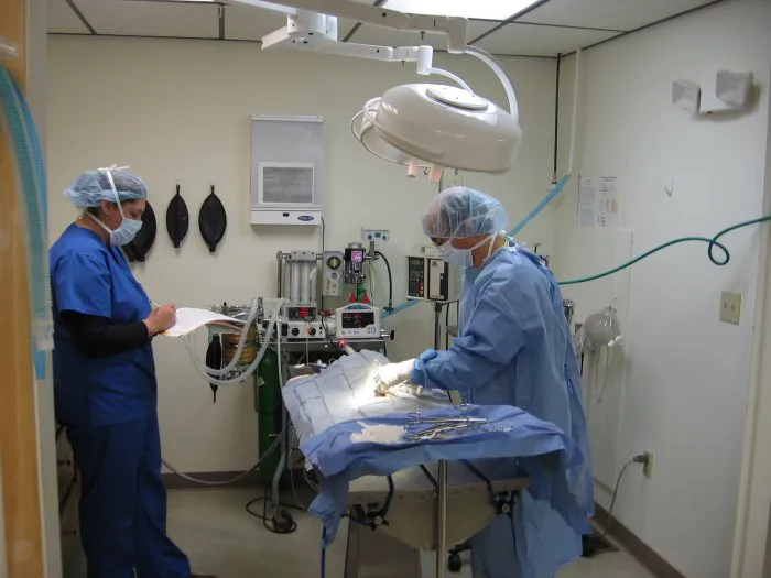 VCA Foxon Animal Hospital 12