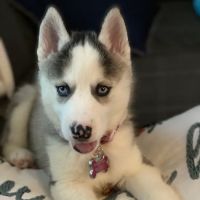 VCA ANIMAL HOSPITAL BY FOXON ico
