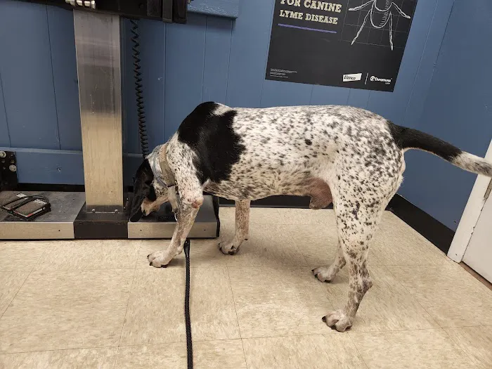 Roman Acres Veterinary Hospital 12