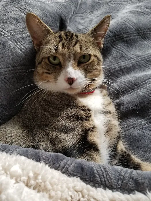 Falls Village Veterinary Hospital: Templeton Ginger DVM 12
