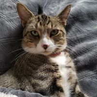 Falls Village Veterinary Hospital: Templeton Ginger DVM ico