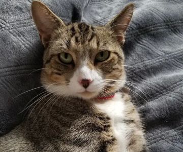 Falls Village Veterinary Hospital: Templeton Ginger DVM