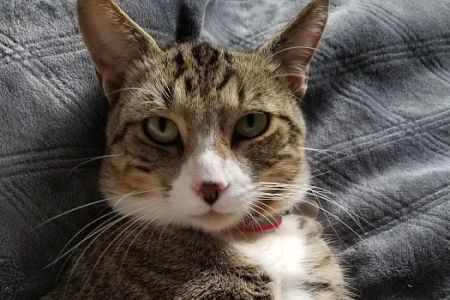 Falls Village Veterinary Hospital: Templeton Ginger DVM
