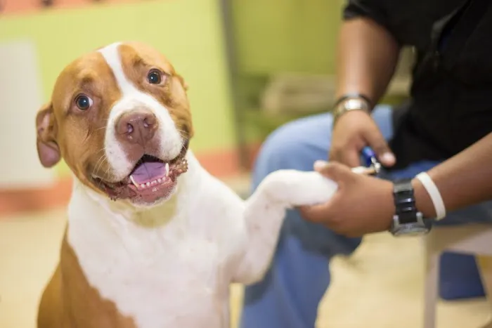 Falls Village Veterinary Hospital 12