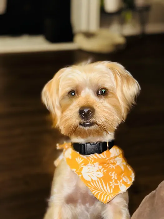 Complete Pet Care Animal Hospital at Falls Pointe 12
