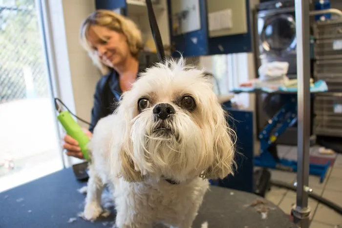 Complete Pet Care Animal Hospital at Falls Pointe 12