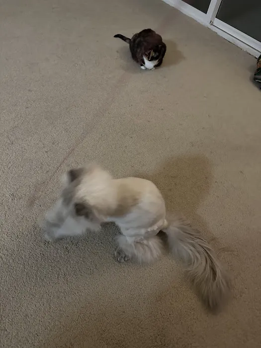 Raleigh Cat Clinic 12