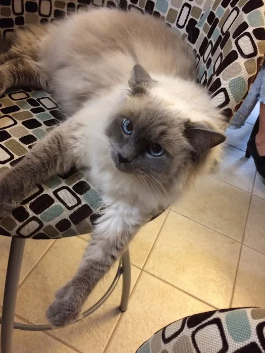 Raleigh Cat Clinic 12