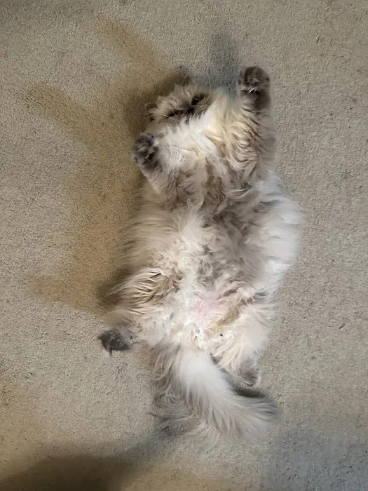 Raleigh Cat Clinic 12