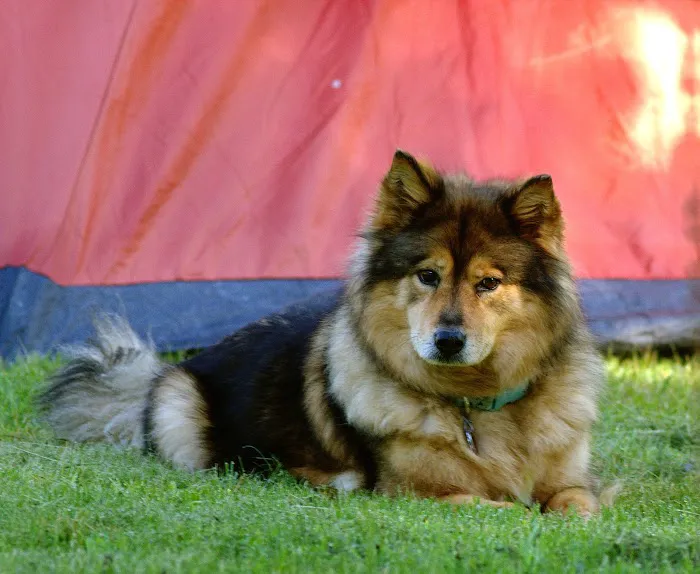 Twilight Meadows Mobile Vet - In Home Euthanasia Services 8