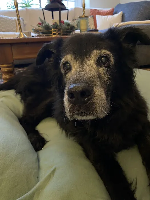 Twilight Meadows Mobile Vet - In Home Euthanasia Services 5