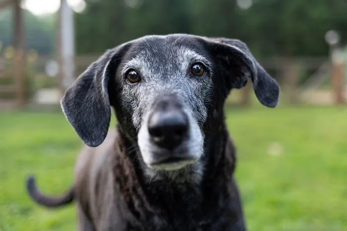 Twilight Meadows Mobile Vet - In Home Euthanasia Services 4