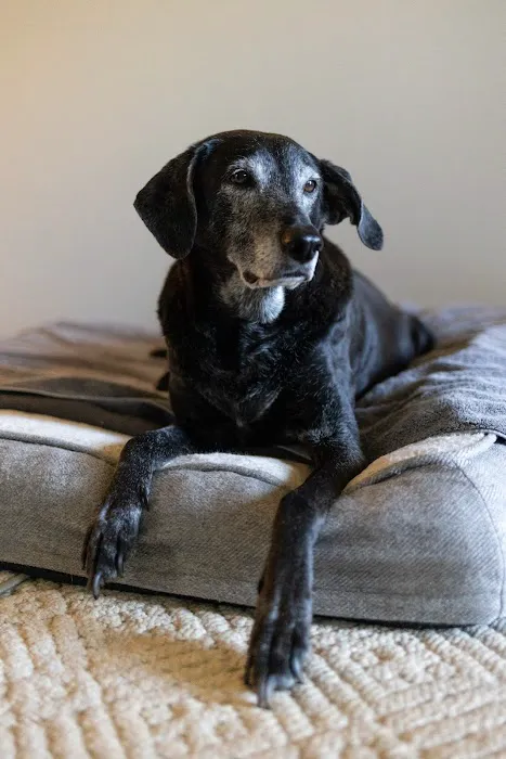 Twilight Meadows Mobile Vet - In Home Euthanasia Services 1