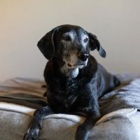 Twilight Meadows Mobile Vet - In Home Euthanasia Services ico