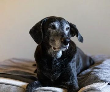 Twilight Meadows Mobile Vet - In Home Euthanasia Services