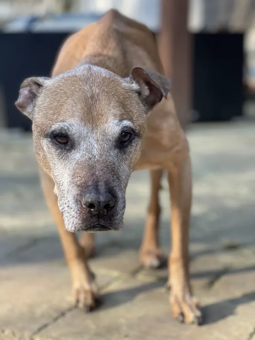 Twilight Meadows Mobile Vet - In Home Euthanasia Services 2