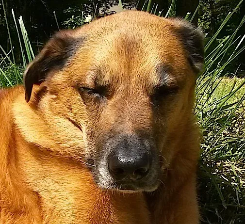 Twilight Meadows Mobile Vet - In Home Euthanasia Services 6