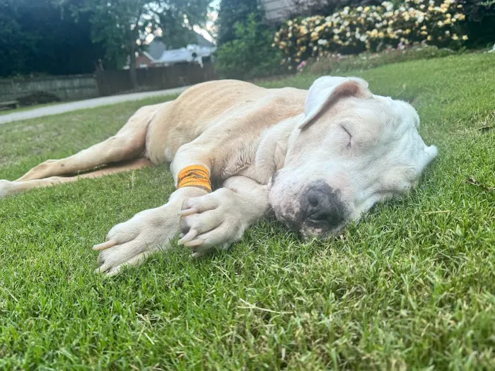Twilight Meadows Mobile Vet - In Home Euthanasia Services 7
