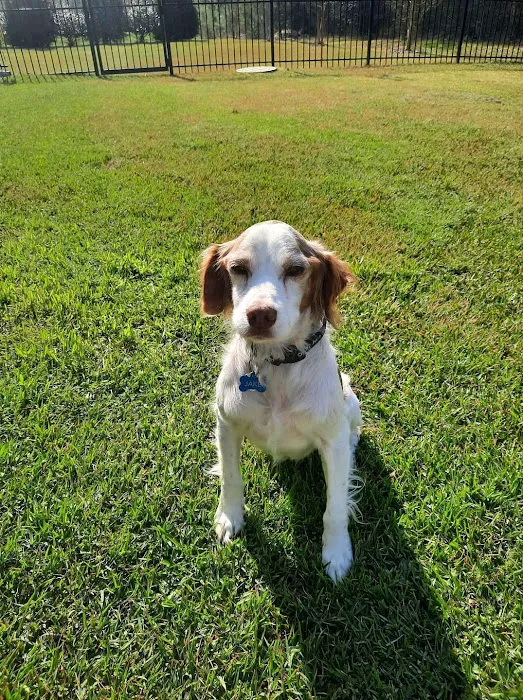 Carolina Veterinary Dermatology Clinic 12