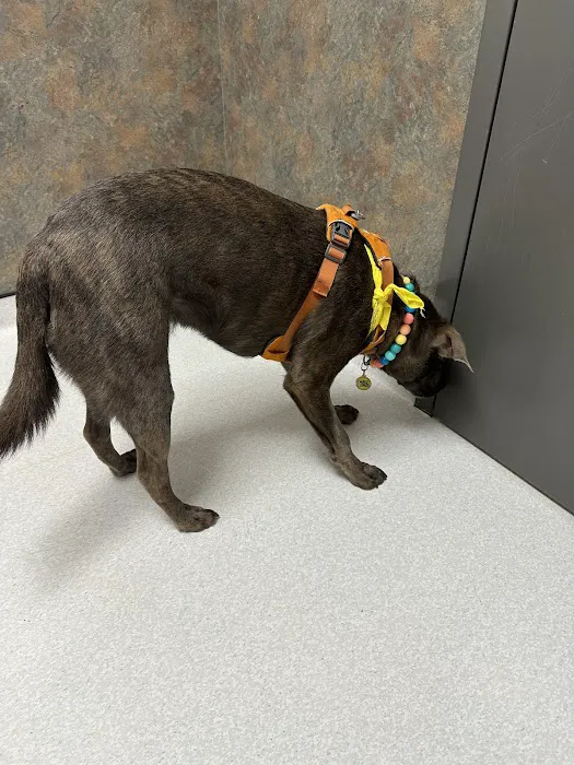 Carolina Veterinary Dermatology Clinic 12