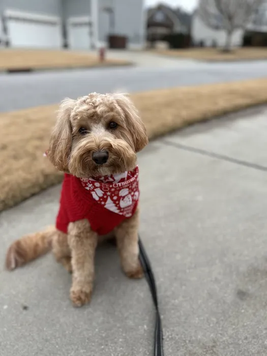 Carolina Veterinary Dermatology Clinic 12