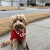 Carolina Veterinary Dermatology Clinic ico