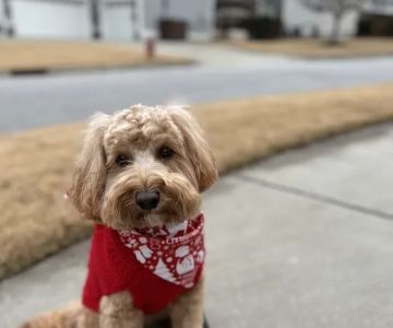 Carolina Veterinary Dermatology Clinic