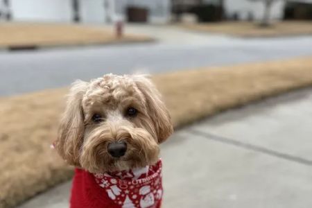 Carolina Veterinary Dermatology Clinic