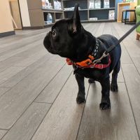 Banfield Pet Hospital ico