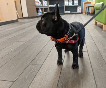 Banfield Pet Hospital