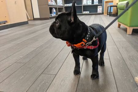 Banfield Pet Hospital