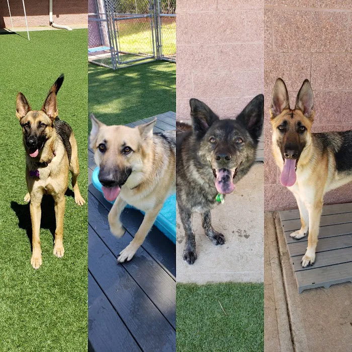 VCA Durant Road Animal Hospital 12