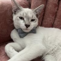 SAFE Care Spay Neuter Clinic ico