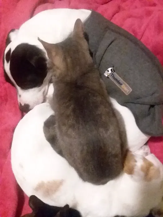 SAFE Care Spay Neuter Clinic 12