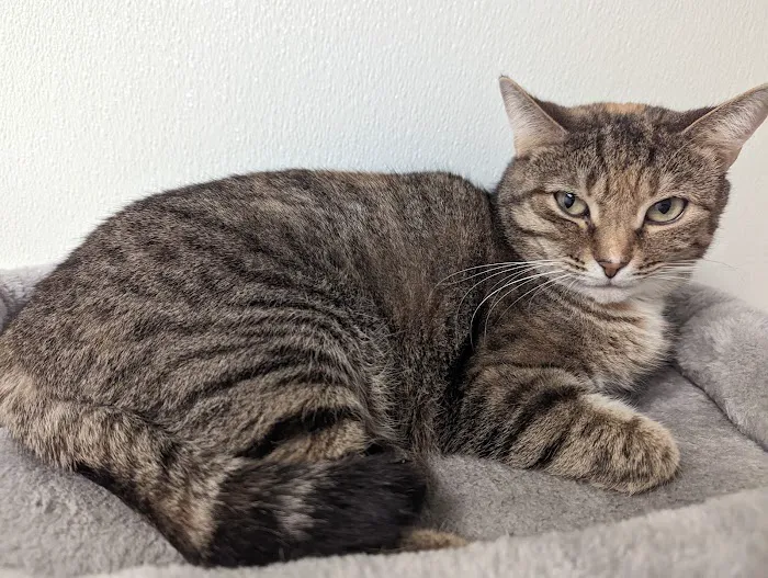 Purr & Bark VeterinaryHospital and Moblie Doctor 12