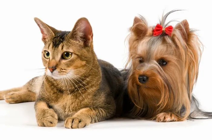 Purr & Bark VeterinaryHospital and Moblie Doctor 12