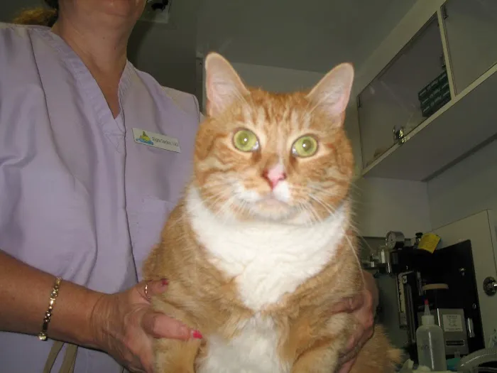 Purr & Bark VeterinaryHospital and Moblie Doctor 12