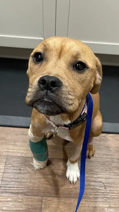 Animal Emergency Hospital & Urgent Care 12