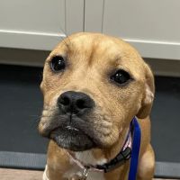 Animal Emergency Hospital & Urgent Care ico