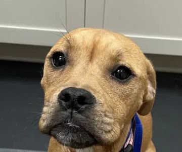 Animal Emergency Hospital & Urgent Care