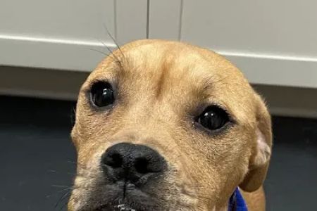 Animal Emergency Hospital & Urgent Care