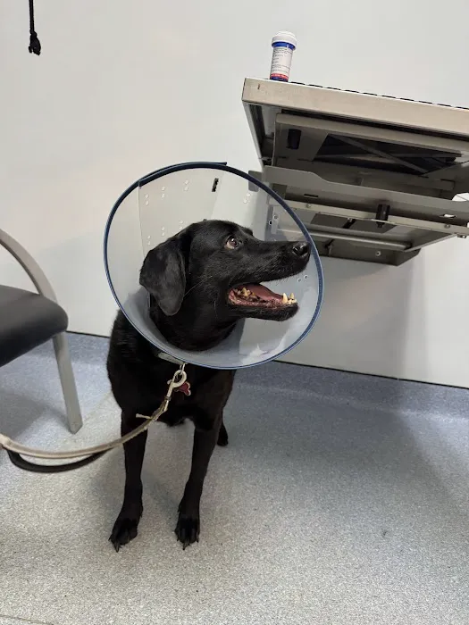 Animal Emergency Hospital & Urgent Care 12