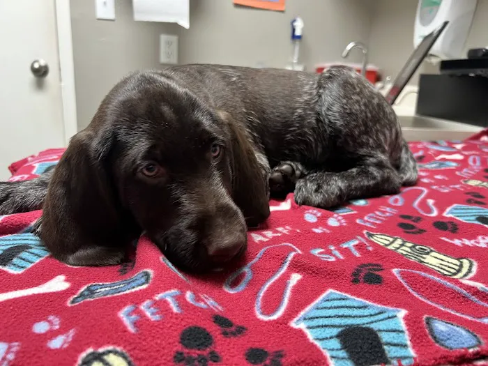 Quail Corners Animal Hospital 12