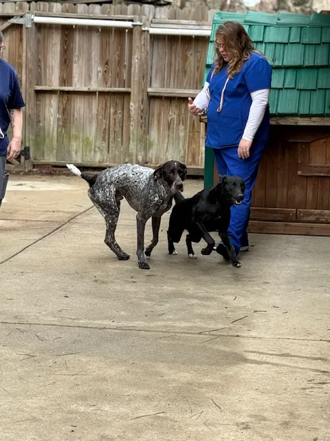 Mitchell Mill Animal Hospital 6