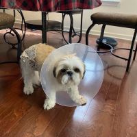 Mitchell Mill Animal Hospital ico