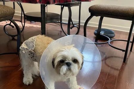 Mitchell Mill Animal Hospital